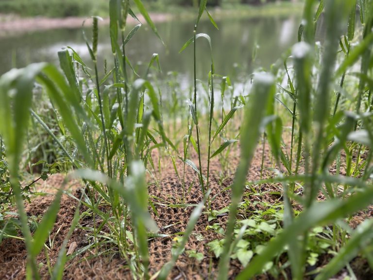 Coir Mat with Grass Growing