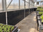 Black HDPE greenhouse wall panels lining the kneewall behind a potting bench with seedling trays
